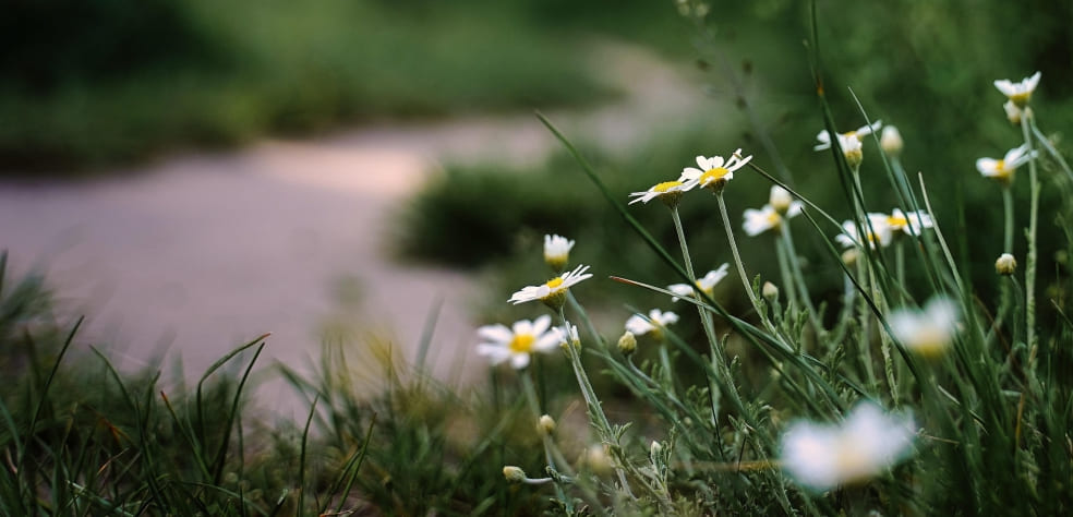 Gänseblümchen und schemenhafter Weg