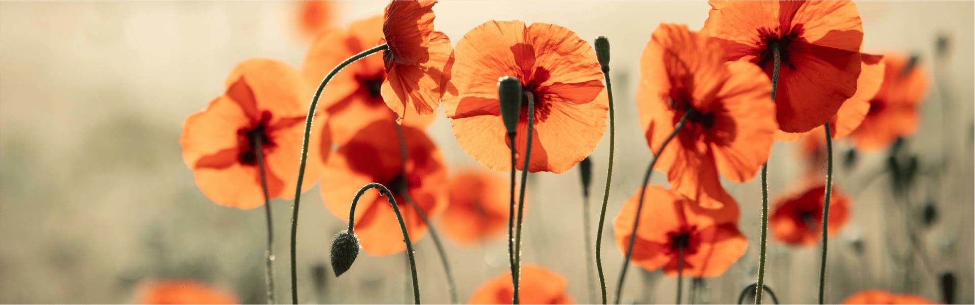 Hintergrundbild mit Blumen Motiv 10 Hintergrundbild mit Blumen Motiv 10