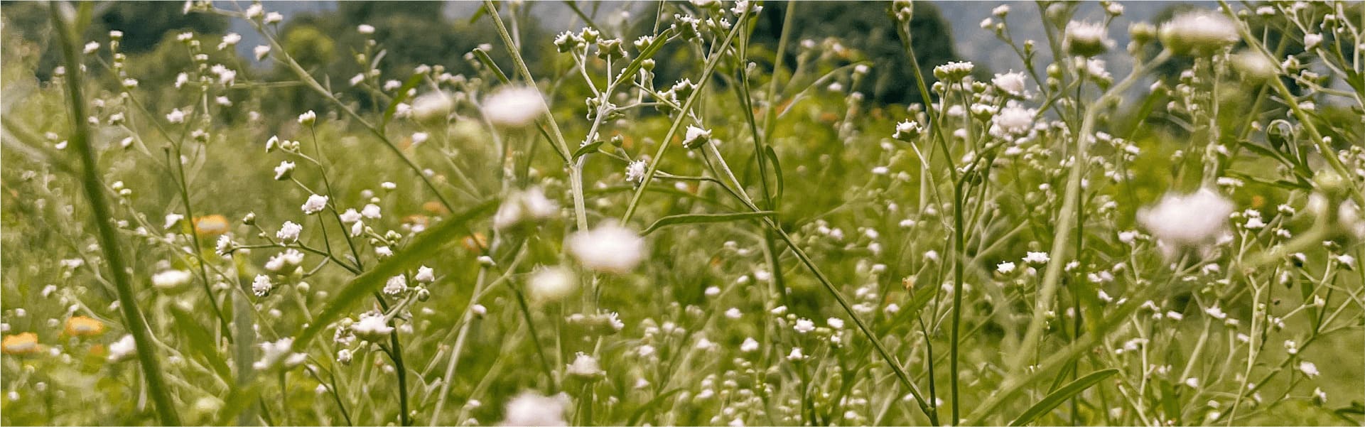 Hintergrundbild mit Blumen Motiv 11