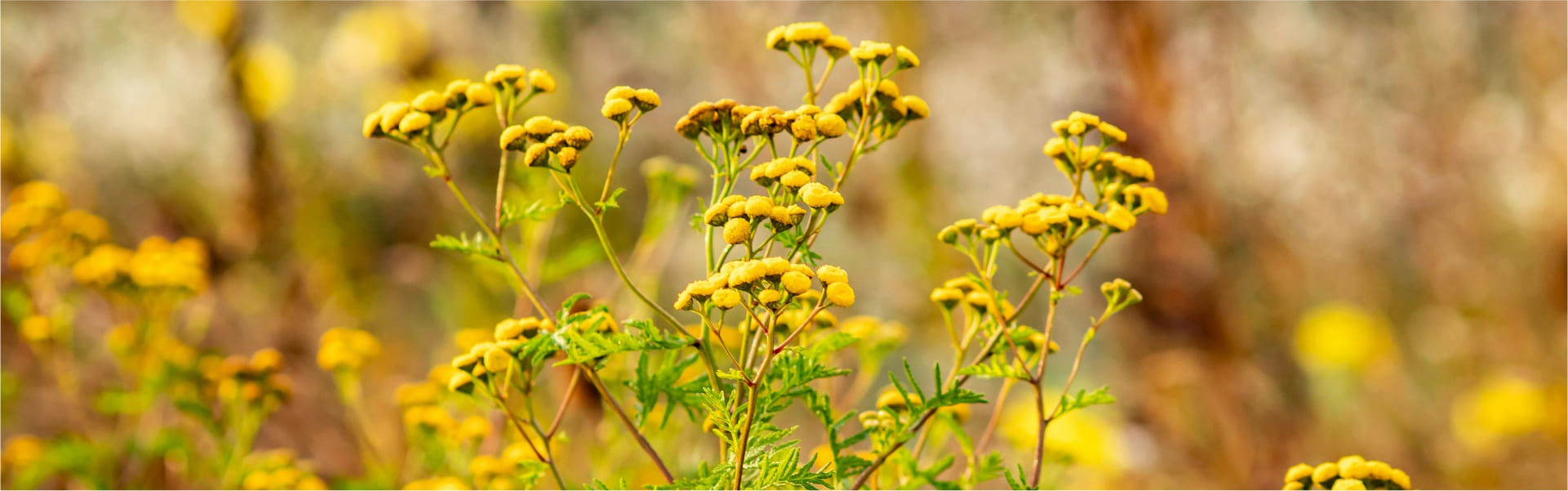 Hintergrundbild mit Blumen Motiv 13 Hintergrundbild mit Blumen Motiv 13