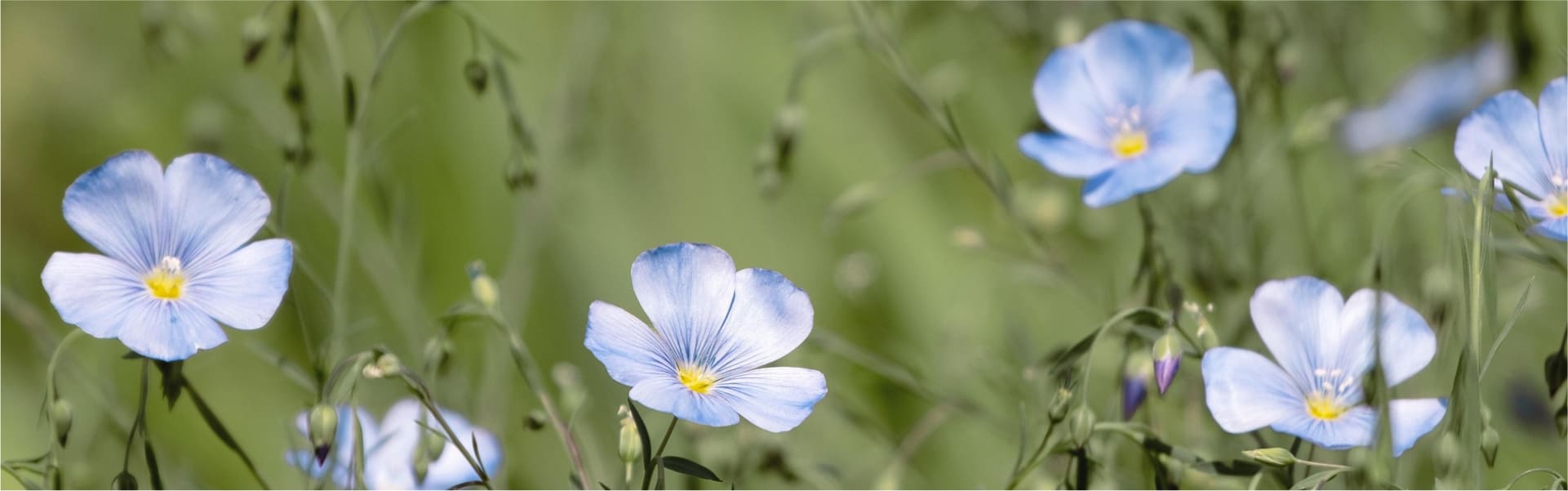 Hintergrundbild mit Blumen Motiv 19