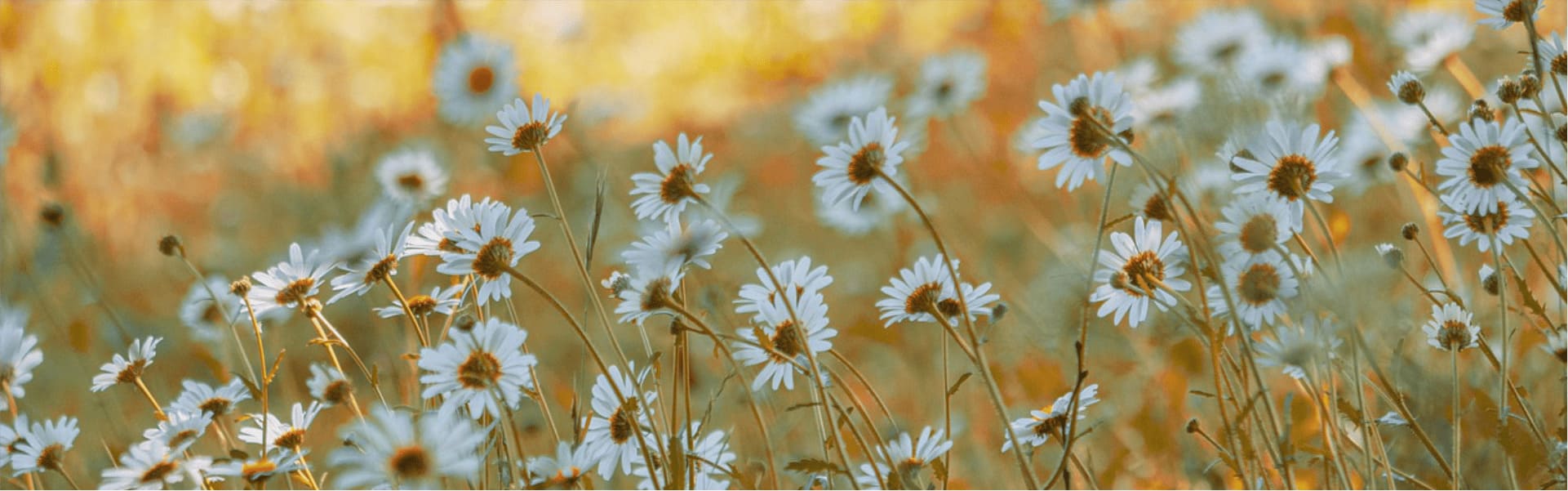 Hintergrundbild mit Blumen Motiv 2