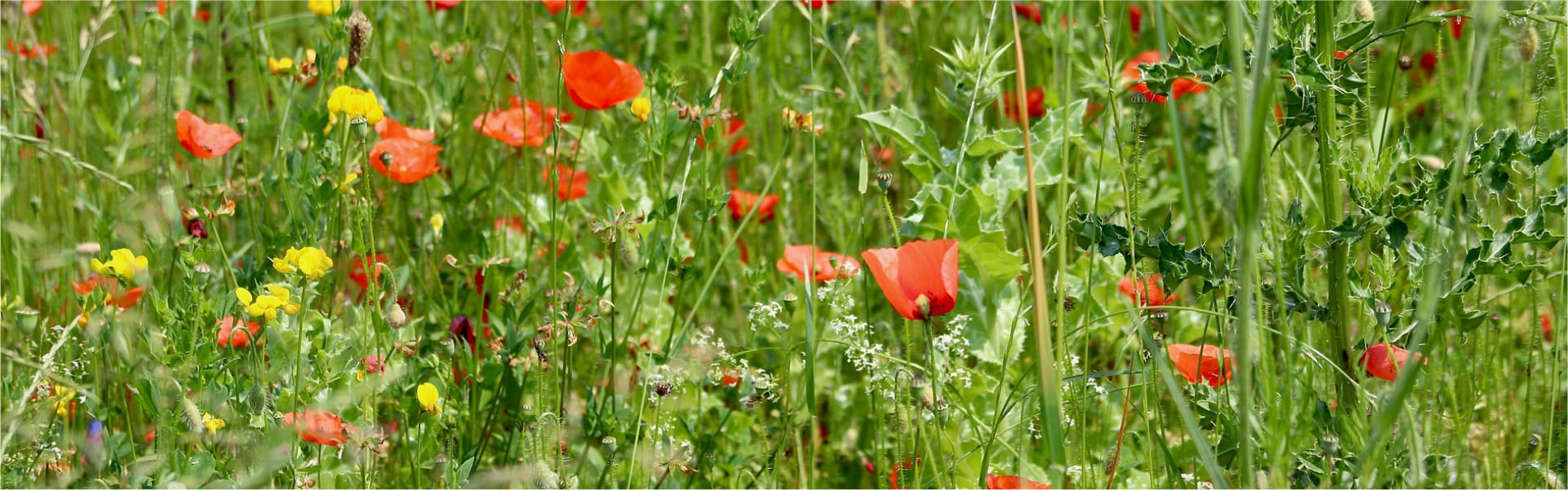 Hintergrundbild mit Blumen Motiv 20