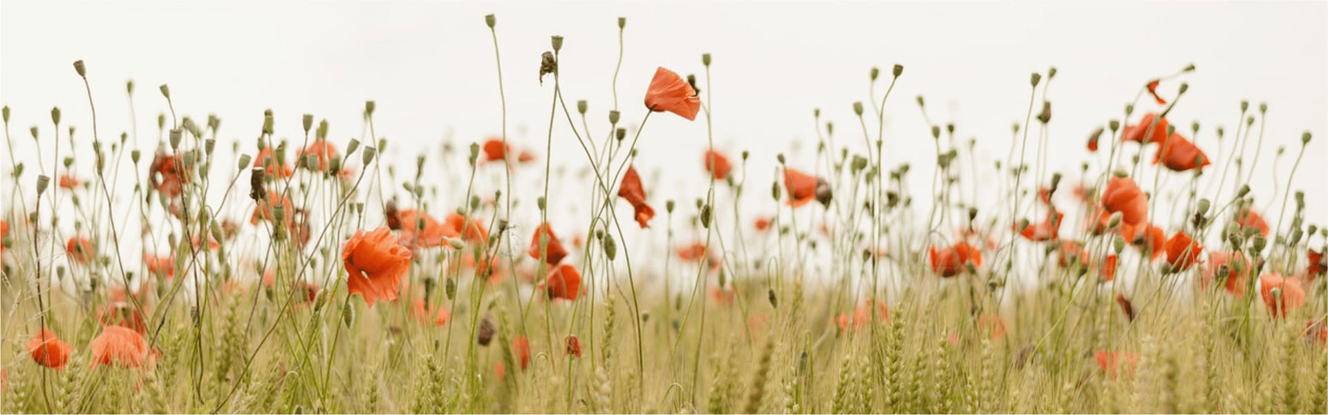 Hintergrundbild mit Blumen Motiv 3 Hintergrundbild mit Blumen Motiv 3