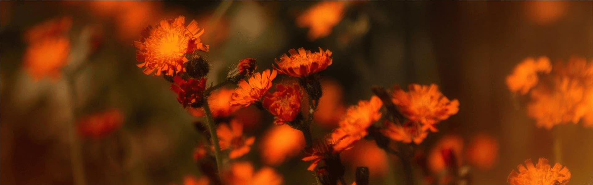 Hintergrundbild mit Blumen Motiv 4 Hintergrundbild mit Blumen Motiv 4