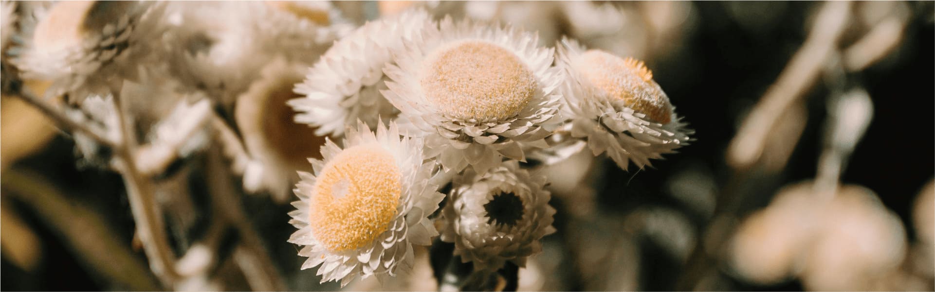 Hintergrundbild mit Blumen Motiv 5 Hintergrundbild mit Blumen Motiv 5