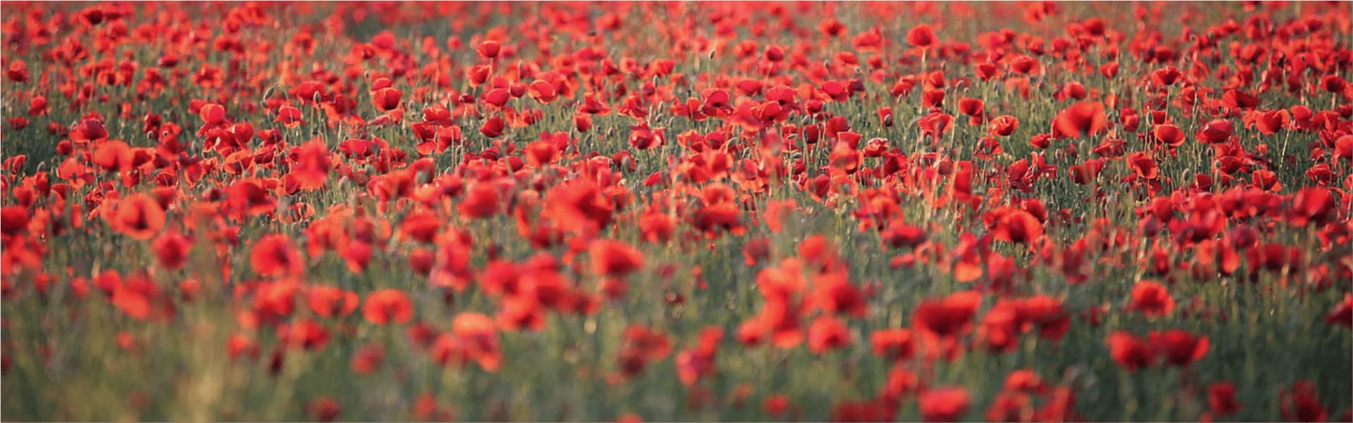 Hintergrundbild mit Blumen Motiv 8