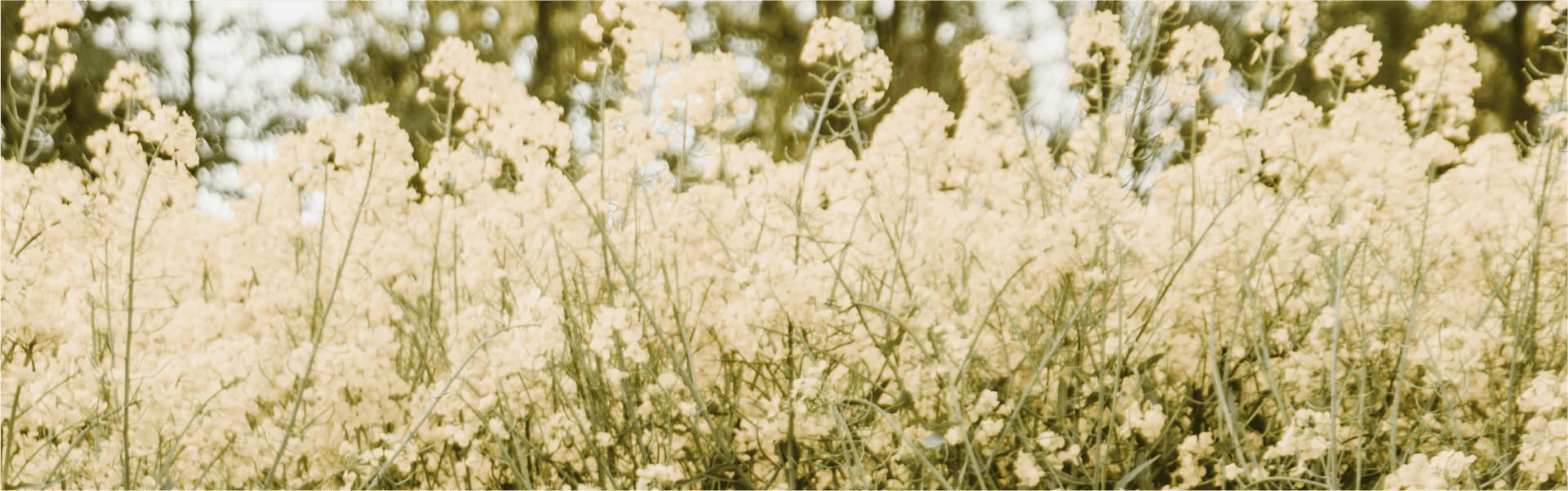 Hintergrundbild mit Blumen Motiv 9