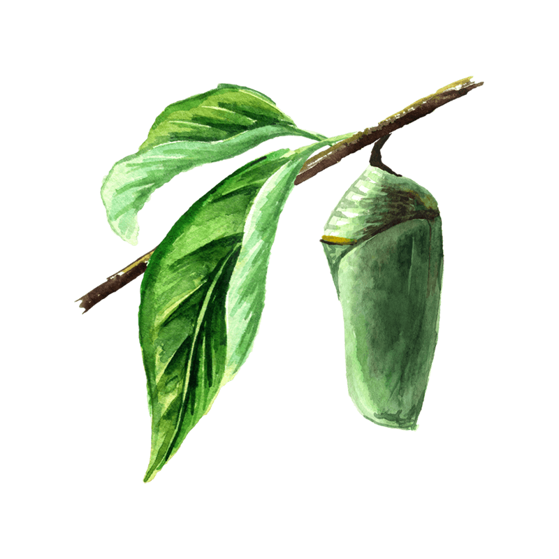 Schmetterling in Metamorphose Raupe mit Kokon