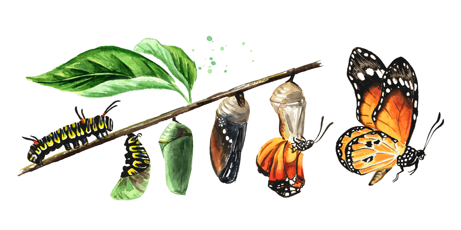 Schmetterling in Metamorphose komplett Schmetterling in Metamorphose komplett