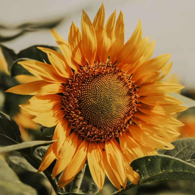 Sonnenblume einzeln Sonnenblume einzeln