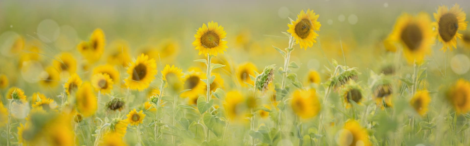 Sonnenblumen Motiv 1 Sonnenblumen Motiv 1