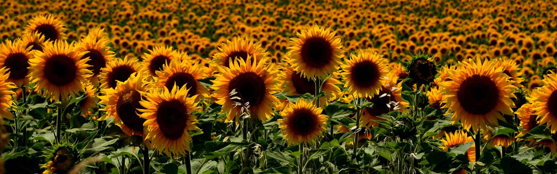 Sonnenblumen Motiv 2